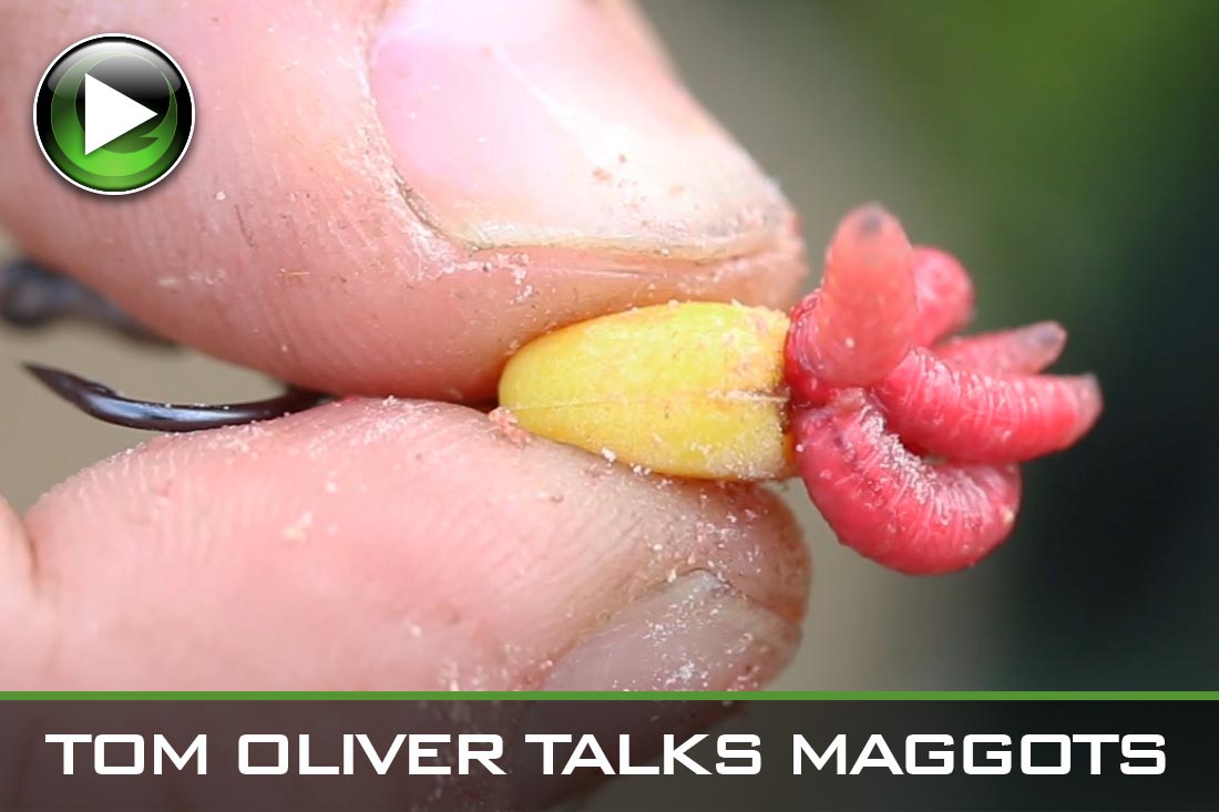 Carp Fishing ~ Tom Oliver Talks Maggots ~ Video