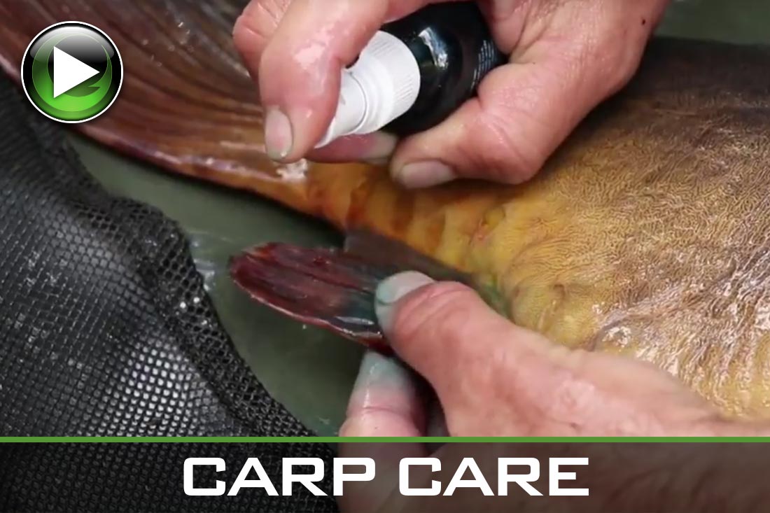 Carp Fishing ~ Carp Care ~ Video