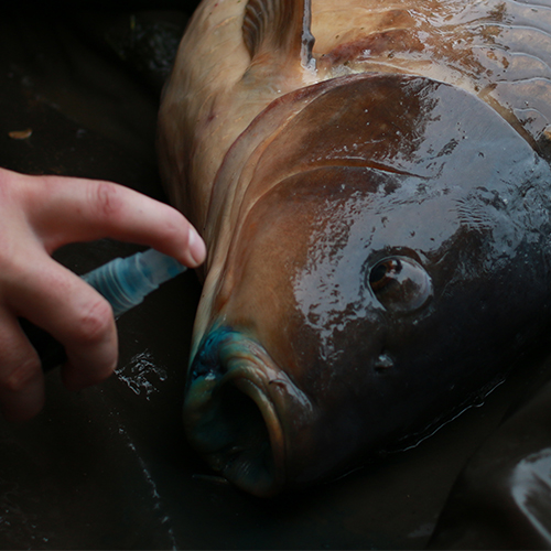 Intensive Care (Carp Spray) - Image 8