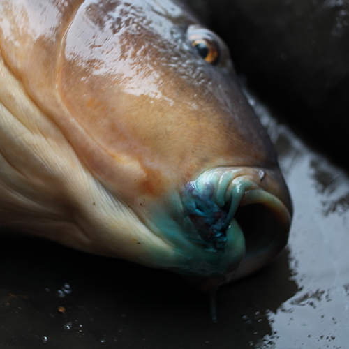 Intensive Care (Carp Spray) - Image 11