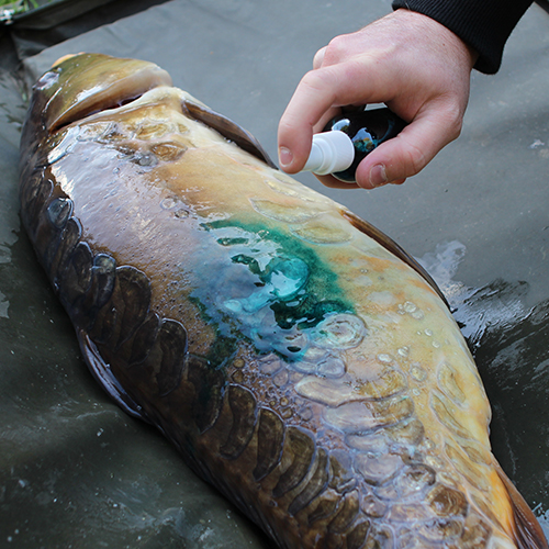 Intensive Care (Carp Spray) - Image 6